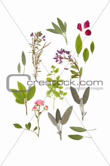 Herbs and Flowers of Summer