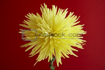 yellow flower in a red baground