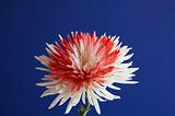 white red flower in a blue baground