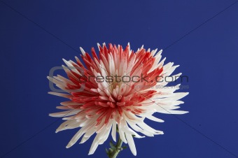 white red flower in a blue baground