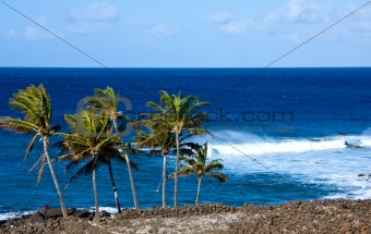 Palm trees with rough surf