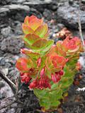 Plant in Volcanoes National Park