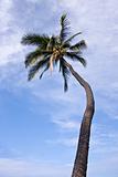 Single Palm Tree