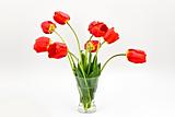 bouquet of tulip