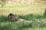 cheetahs laying