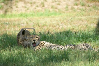 cheetahs laying