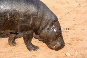 Hippo Searching for Food