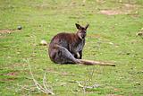 Kangaroo Sitting