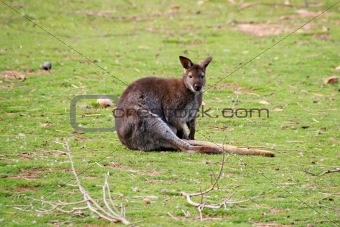 Kangaroo Sitting