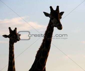 Giraffes at Dusk