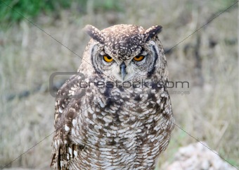 Eurasean Eagle Owl