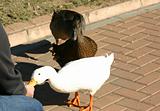 ducks being fed