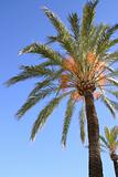 palm tree 