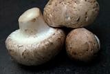 Mushroom, Champignon, Agaricus hortensis