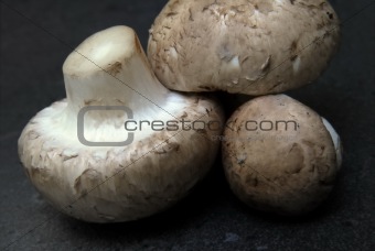 Mushroom, Champignon, Agaricus hortensis