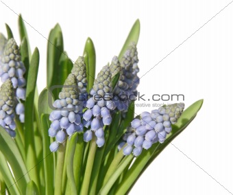 bunch of muscari isolated on white