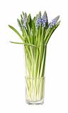 bunch of muscari in a tall glass