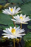 Water Lily 3