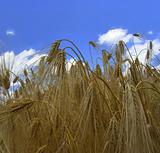 ripe wheat field