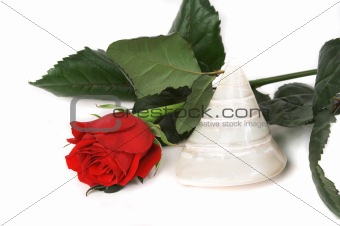 Red rose and a sea shell