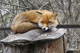 red fox in zoo