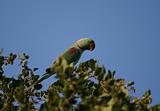 green parrot in natural  habitat