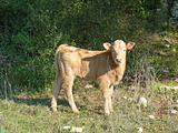 A calf in field