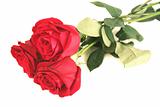 Three beautiful red roses lay on a white background