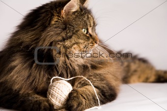 Fluffy cat is holding a rope