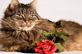 Cat wiiyh valentine rose