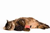 Cat is sleeping with a brush