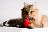 Sweet little cat with valentine rose