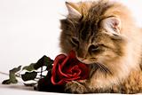 Young cat with a red rose