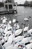 Swans at Windsor