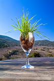 grass in wine glass
