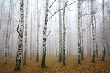 Morning mist in autumn birch grove