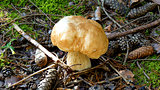 Boletus Edulis mushroom
