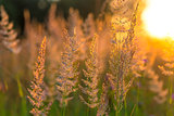 beautiful dry meadow grass in the sun