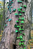 Ivy ordinary or ivy climbing (lat. Hedera helix)