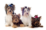 group of yorkshire terrier