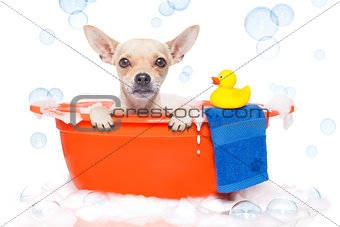 dog taking a bath 