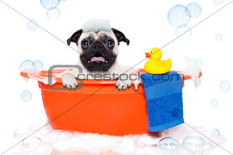 Dog taking a bath 
