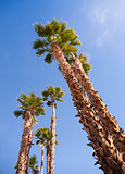 Palm Trees Towering into the Blue Sky Palm Springs