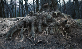 roots of an old tree in the park
