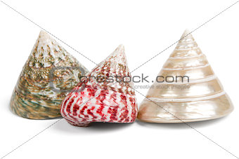colorful sea shells on white background