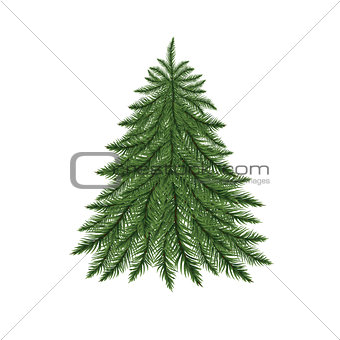 Fir tree isolated on white.