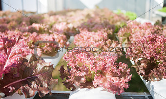 Red coral plants on hydrophonic farm