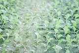 Hydrophonic plantation of vegetable salad