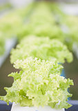Green coral plants on hydrophonic farm
