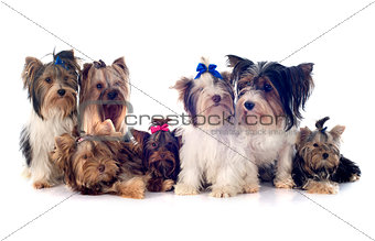 group of  yorkshire terrier